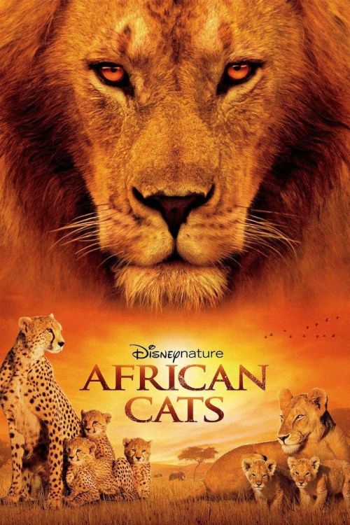 African Cats African Cats vietsub