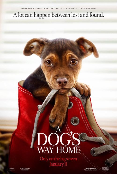 Đường Về Nhà Của Cún Con (A Dog's Way Home) Đường Về Nhà Của Cún Con (A Dog's Way Home) vietsub