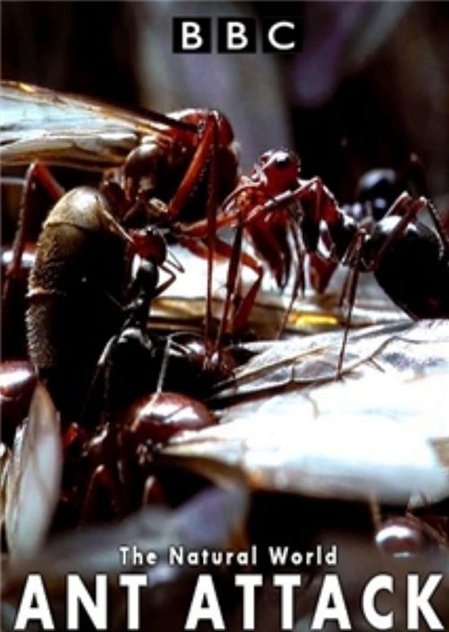 Kiến Ăn Thịt (The Natural World - Ant Attack) Kiến Ăn Thịt (The Natural World - Ant Attack) vietsub