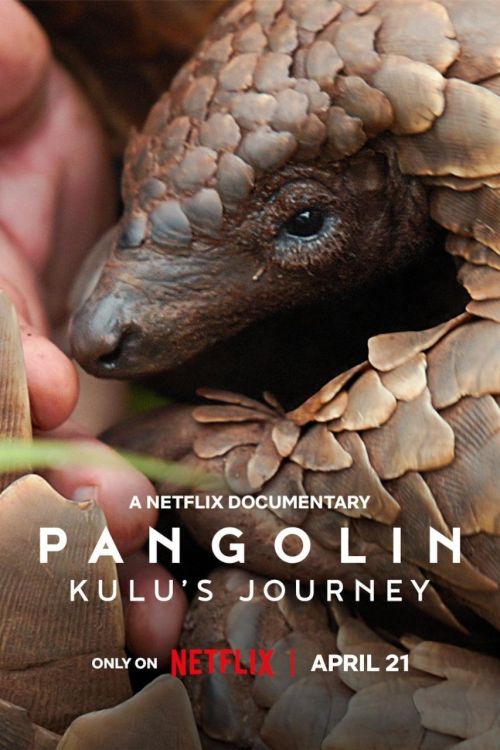 Loài Tê Tê: Hành Trình Của Kulu (Pangolin: Kulu's Journey) Loài Tê Tê: Hành Trình Của Kulu (Pangolin: Kulu's Journey) vietsub