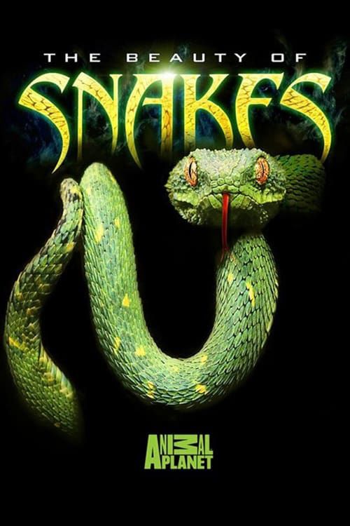 Nét Đẹp Của Loài Rắn (The Beauty Of Snakes) Nét Đẹp Của Loài Rắn (The Beauty Of Snakes) vietsub