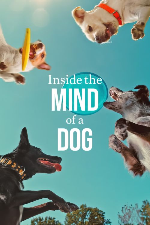 Những chú chó nghĩ gì (Inside the Mind of a Dog) Những chú chó nghĩ gì (Inside the Mind of a Dog) vietsub