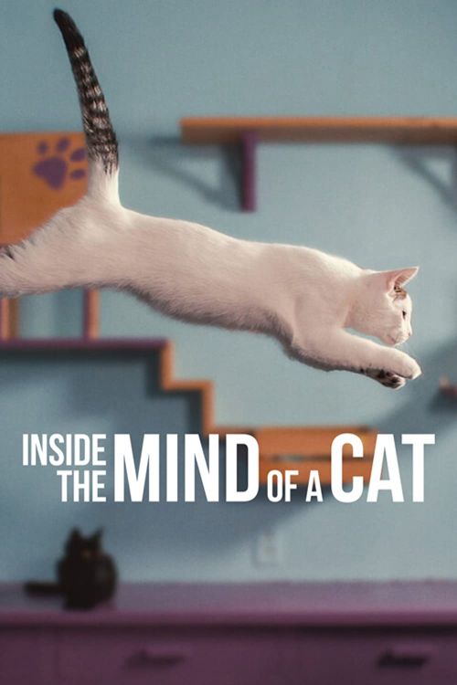 Những Chú Mèo Nghĩ Gì (Inside The Mind Of A Cat) Những Chú Mèo Nghĩ Gì (Inside The Mind Of A Cat) vietsub
