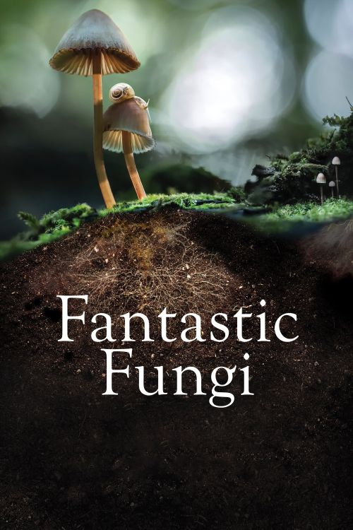 Sự Kỳ Diệu Của Nấm (Fantastic Fungi) Sự Kỳ Diệu Của Nấm (Fantastic Fungi) vietsub