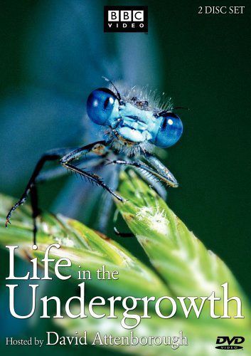 Thế Giới Côn Trùng (Life In The Undergrowth) Thế Giới Côn Trùng (Life In The Undergrowth) vietsub