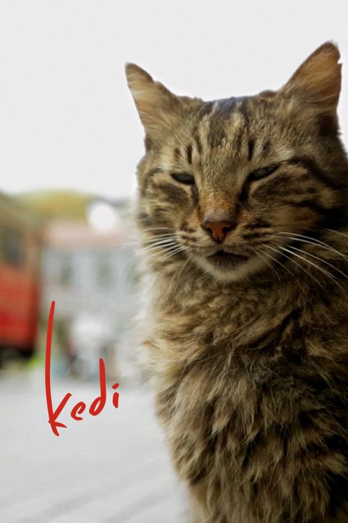 Thế Giới Loài Mèo (Kedi) Thế Giới Loài Mèo (Kedi) vietsub