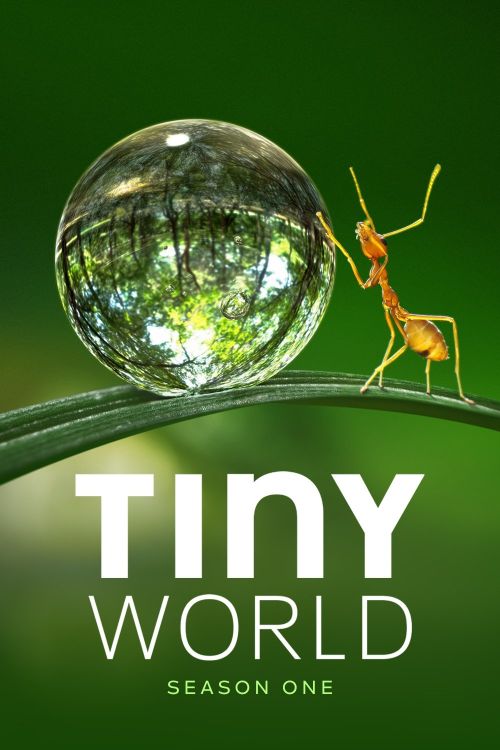Thế Giới Siêu Nhỏ (Phần 1) (Tiny World (Season 1)) Thế Giới Siêu Nhỏ (Phần 1) (Tiny World (Season 1)) vietsub