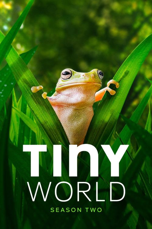 Thế Giới Siêu Nhỏ (Phần 2) (Tiny World (Season 2)) Thế Giới Siêu Nhỏ (Phần 2) (Tiny World (Season 2)) vietsub